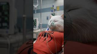 ๐ Cat Lost His Leg in a Car Crash But Fought Back Strong | Heartwarming AI Cat Story Profile