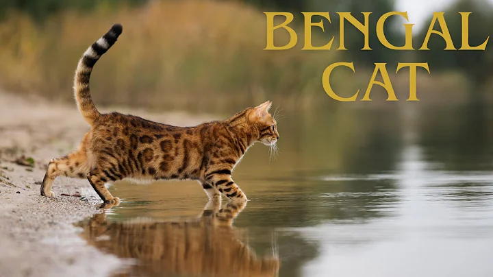Video 10689821: bengal cat breed