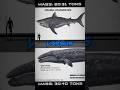 Otodus chubutensis VS Gray Whale #1v1 #shark #animals #edit