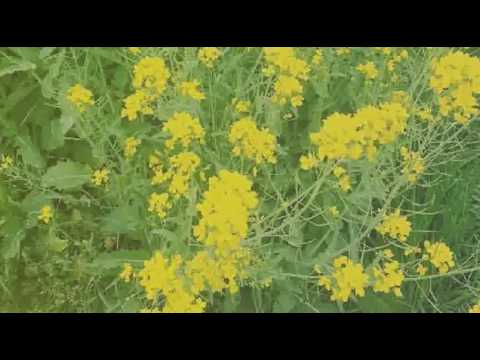 [everysing] 変わらないもの