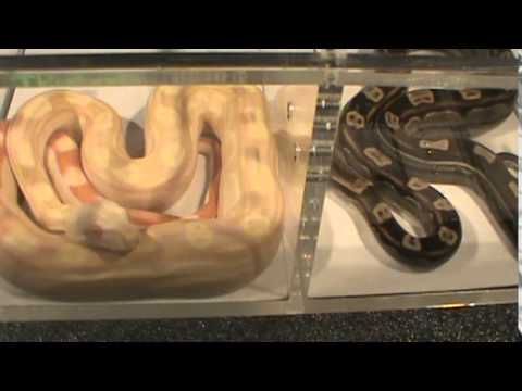 All Ohio Reptile Show - YouTube