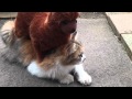 アルパカのマッサージ 猫をモミモミ