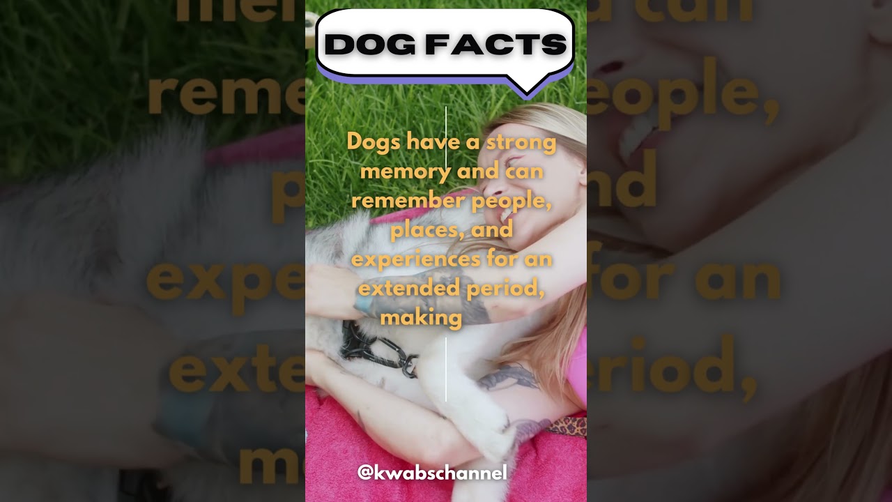 The Memory Masters: Unleashing Dogs' Remarkable Recall Abilities 