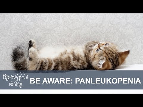 Vidéo: Que faire si votre chat a une anxiété de séparation