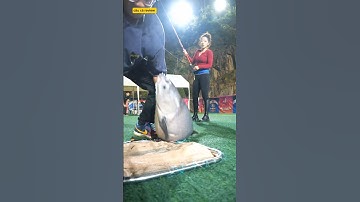 cần thủ nữ mặc áo đỏ bo cá trắm đen nhìn rất tuyệt vời #fishing #cauca