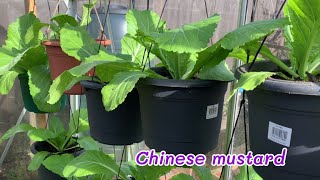 How I grow Chinese mustard 🥬🥬 ปลูกผักกาดเขียวปลี ช่วงอากาศหนาวค่ะ🌱🥬🥬