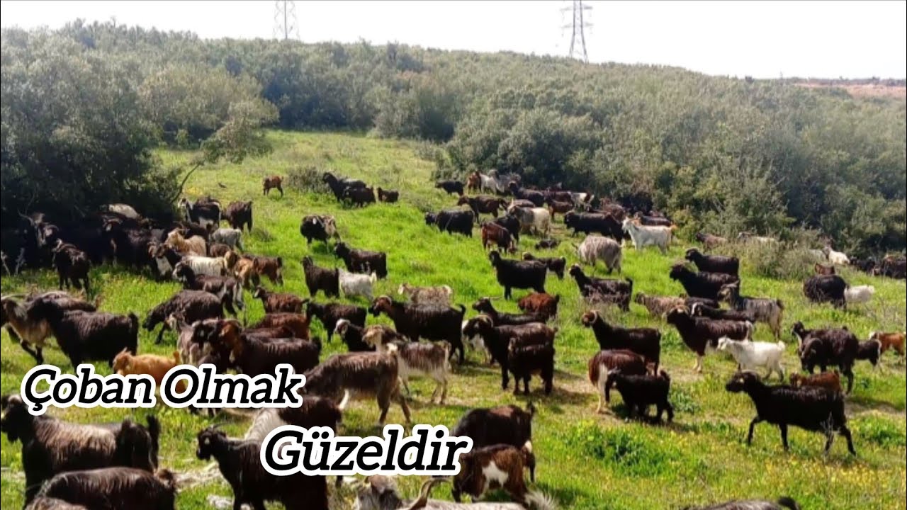 Çoban Olmak Güzeldir