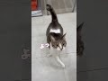 病院でもルンルンで室内お散歩を楽しむにゃんこ【保護猫の雑種ルイちゃん】#shorts
