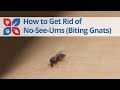 How to Eliminate No-See-Ums (Biting Flies) 🦟