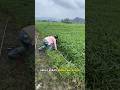 Trik Petani Panen Melimpah di China membuat panen melimpah #shorts