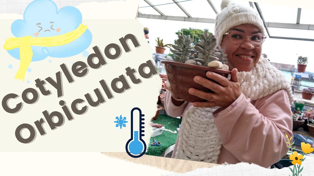 Saiba como cuidar da Cotyledon Orbiculata - Mudança no Jardim • Lelis com Amor