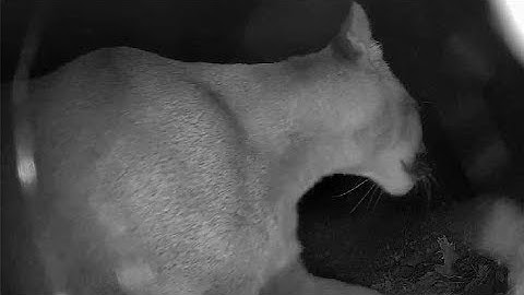 Reolink Captures: Big Cat in the Neighborhood