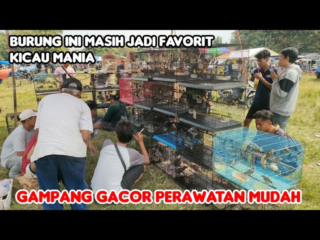 GAMPANG GACOR PERAWATAN MUDAH class=