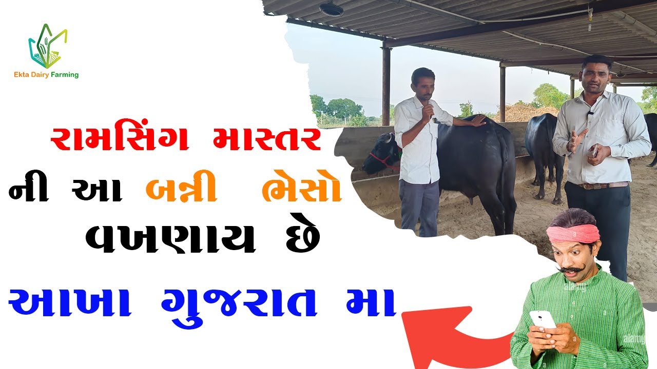 રામસિંગ માસ્તર ની આ બન્ની  ભેસો વખણાય છે આખા ગુજરાત મા || #તબેલો #પશુપાલન #પશુ #ડેરી #ખેતીવાડી