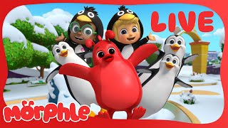 Morphle LIVE 🔴 Animal Adventure Marathon 🐧🐒🦁 – Non-Stop Kids Cartoons