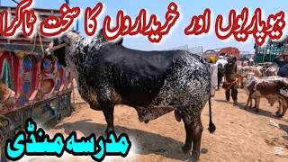9 May Aaj Mandi Main Kharidaron Aur Beopariyon Ka Sakht Takra | Janwar Mandi Update 2026