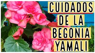 Begonia Yamali / Aprendiendo a Cuidar - YouTube