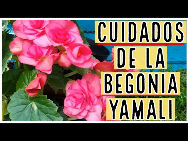 Begonia Yamali / Aprendiendo a Cuidar - YouTube