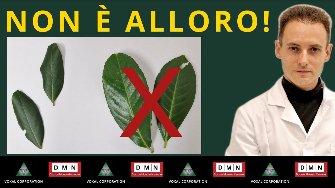 Alloro (Laurus nobilis): coltivazione, talea e differenze con il lauroceraso