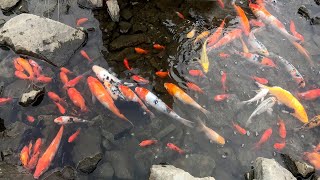 Looking for Japanese KOI | Mutant Fish, Albino Fish, Catfish, Goldfish