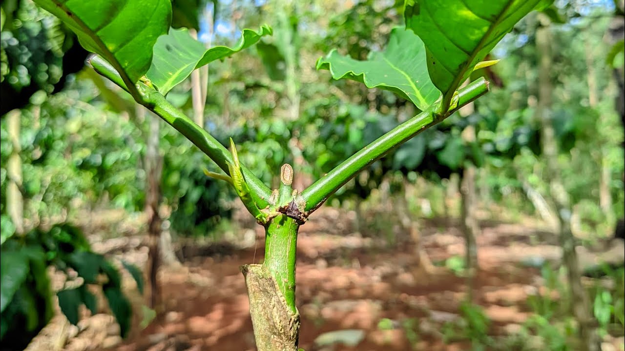 Solusi sambungan kopi yang telat raja