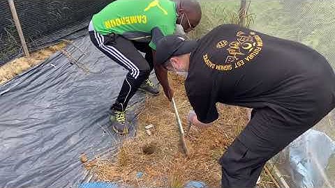 How to collect soil samples at 100cm with a soil augers