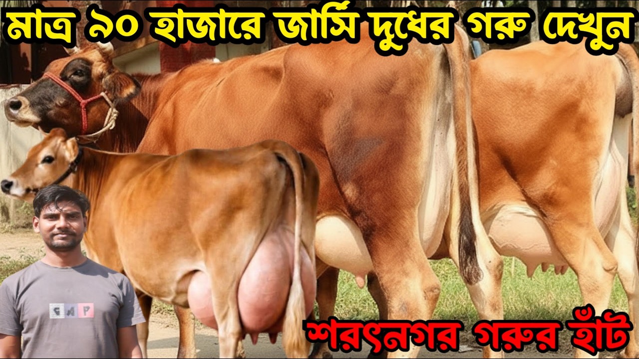 ১০ হাজার টাকা লিটারে দুধের গরু। মাত্র ৯০ হাজারে জার্সি গরু দেখুন। গ্যারান্টি সহকারে দুধের গরু কিনুন