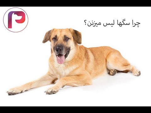 تصویری: چرا سگها لیس می زنند؟ - چرا سگها به مردم لیس می زنند؟