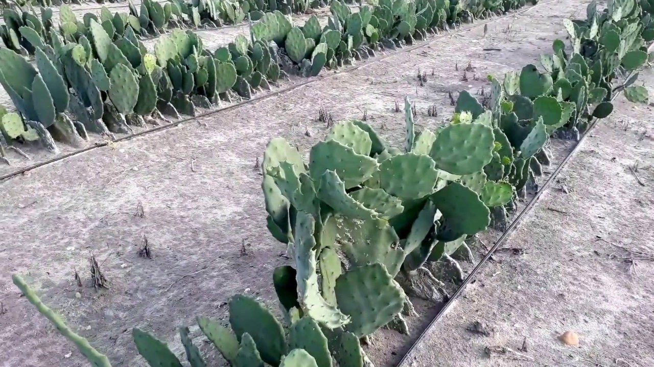 Produção de palma forrageira irrigada e adensada na fazenda Monte Belo - Afonso Bezerra/RN