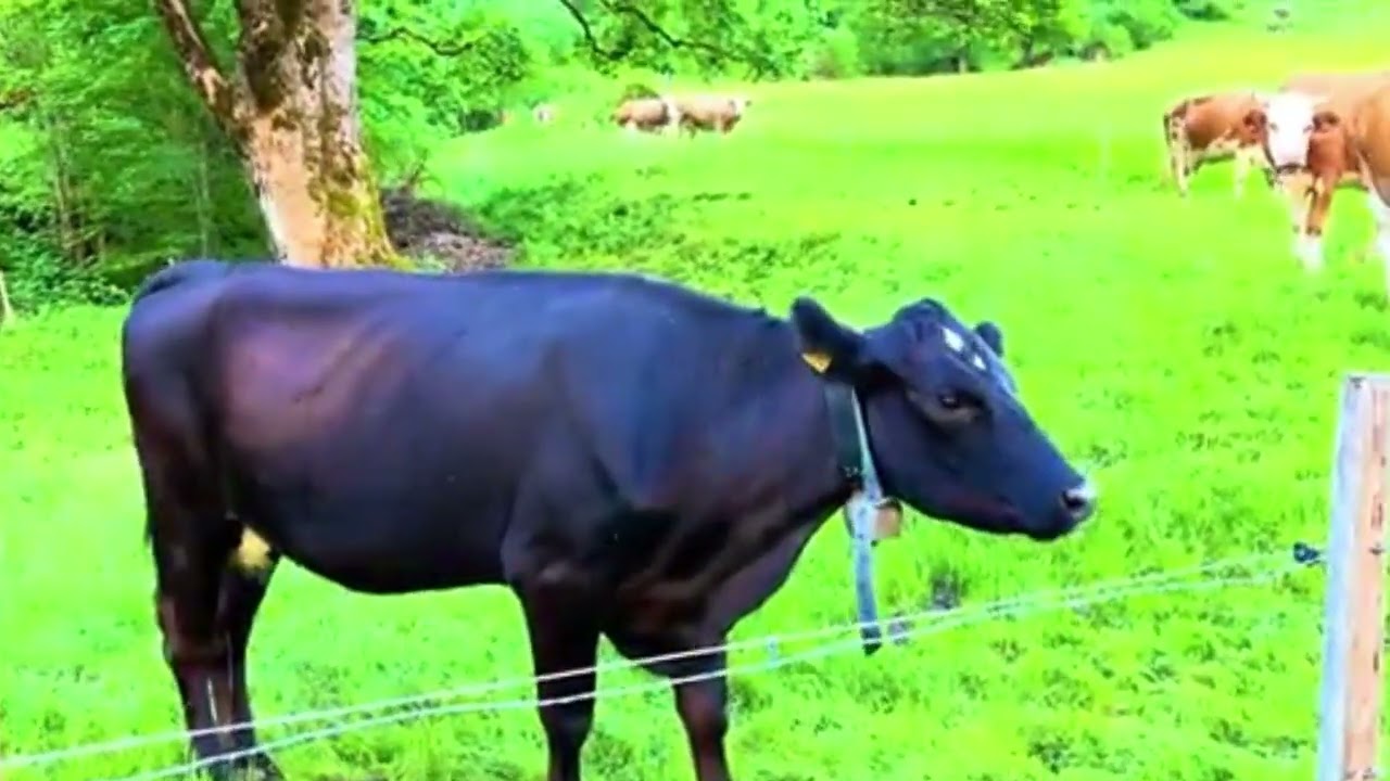 Peaceful Life in the Swiss Alps – A Hidden Village Among Apple Orchards