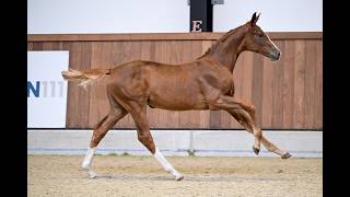 QUINCY-MENA VD NACHTEGAAL Z | QUAPRICE BOIS MARGOT × CORONADO I | FA 111 - EXCLUSIVE FILLY EDITION