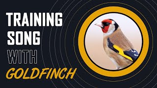 12h Goldfinch The Best Singing - training song
