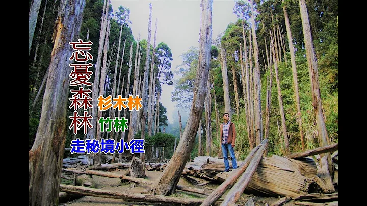 [南投秘境交通攻略] 没想到如此梦幻的忘忧森林公车也可以到！？带你爬隐藏的秘境小径全程竹林、杉林围绕 - 天天要闻