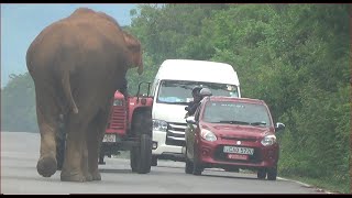 Elephants Wait on Road For Feeders