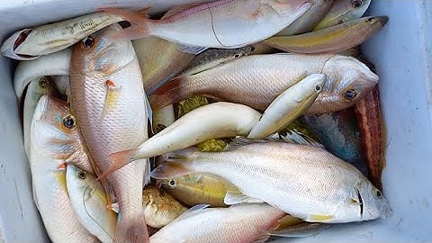 Câu Cá Trải Nghiệm Tại Hoàn Lao cà Ná Phần 3