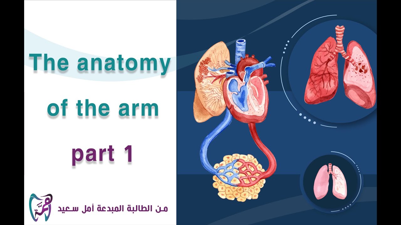 The anatomy of the arm || part 1 - YouTube
