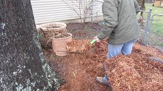 Spreading mulch with pitchfork