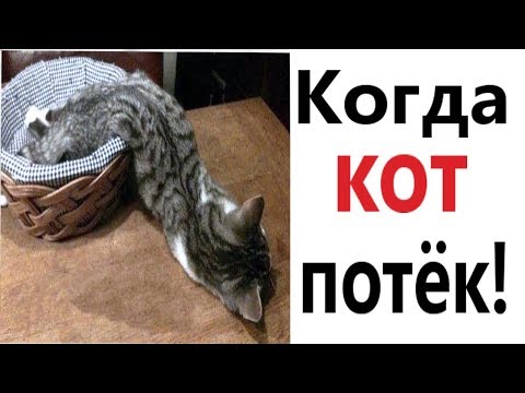 Приколы с котами - КОГДА КОТ ПОТЁК!!! СМЕШНЫЕ ЖИВОТНЫЕ! Попробуй не ЗАСМЕЯТЬСЯ – Domi Show
