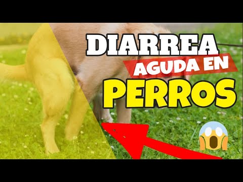 Video: Diarrea Repentina En Perros