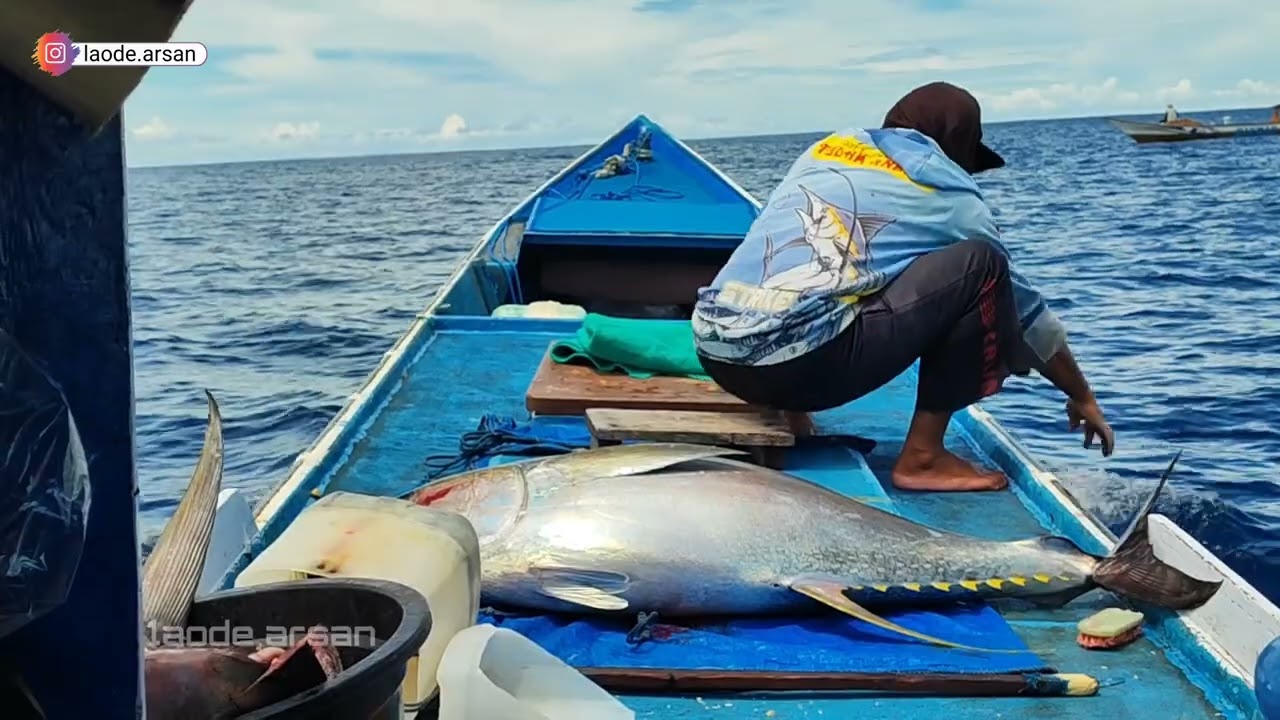 9 ekor Monster Big Tuna Langsung pulang