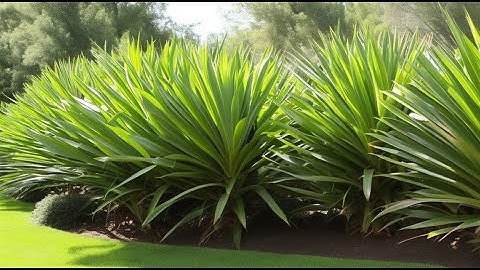Effective Yucca Plant Removal: Sheet Mulching, Herbicide or Digging Up?