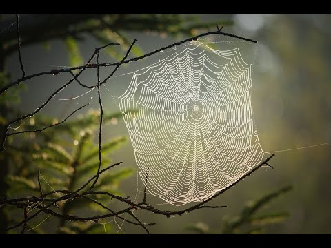 Video: Örümcek ağı neden bir kadın ve bir erkek için bir rüyada hayal ediyor?