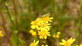 Ragwort vs Ragweed