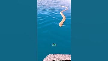 10 loài rắn biển nguy hiểm nhất Thế Giới #shotrs #snake