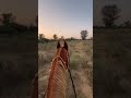 गांव की सुबह                               #horse #shortvideo #hor