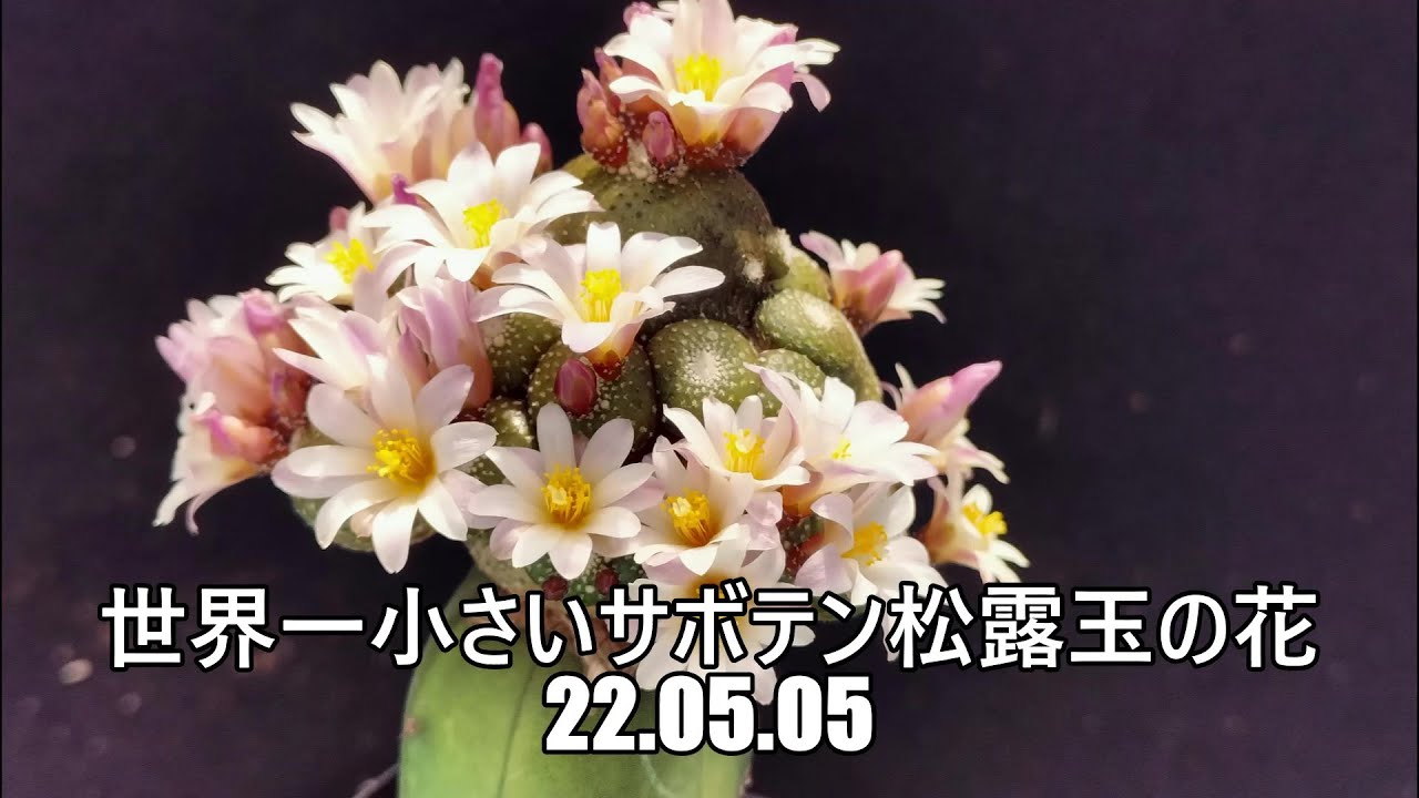 世界一小さいサボテン松露玉の花 22 05 05 Youtube