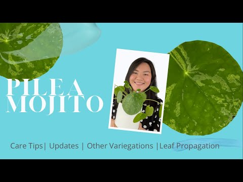 Video: Molid Pilea