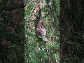 Why Do Sloths Only Poop Once a Week?