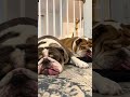 Hank and Lucy ASMR #asmr #snore #bulldog