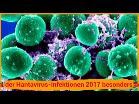 Zahl der Hantavirus-Infektionen 2017 besonders hoch